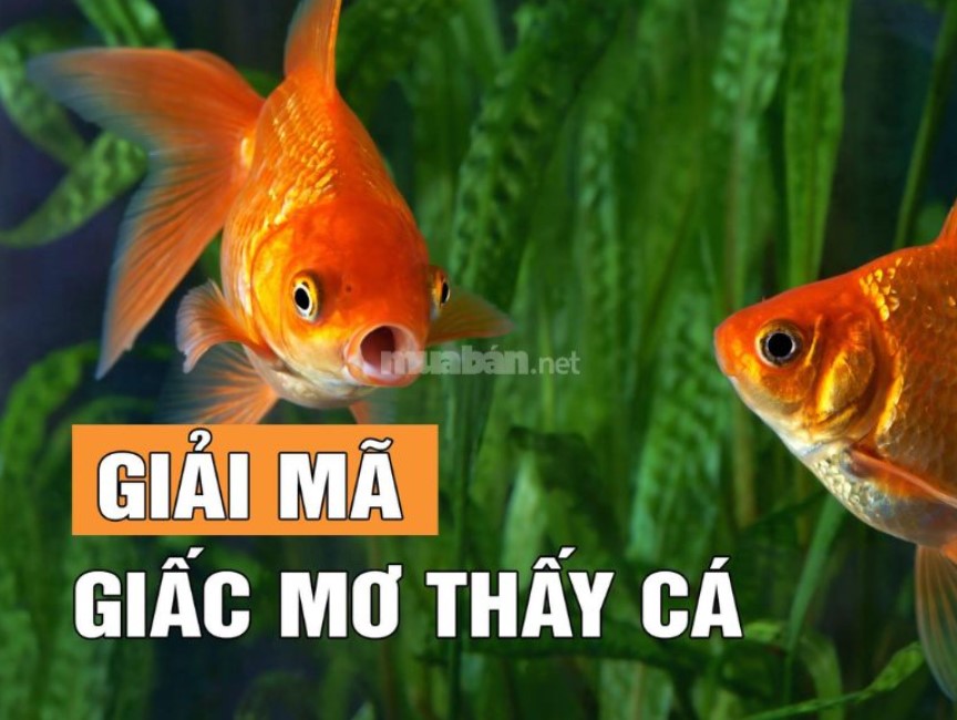 mơ thấy cá