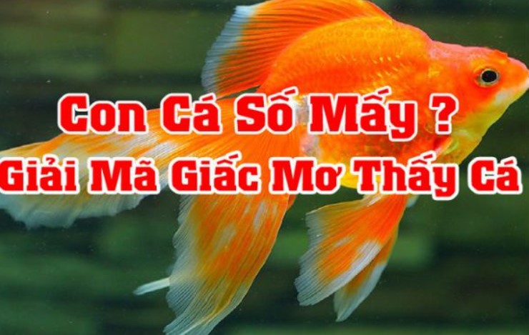 Mơ thấy cá đang được bán ở chợ